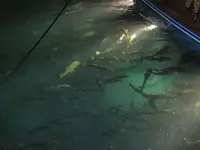 Square Grouper snook.webp