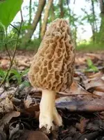 corncob.webp