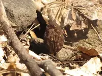 shriveled.webp