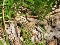 yellowinthegrass.webp