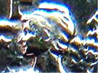 100_3953.webp