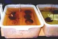 cooking_cannonballs.webp