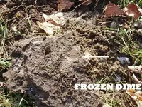 frozdime001copy.webp