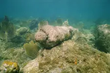 cannon03.webp