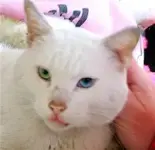 ziggy.webp