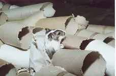 Gerbil%20wc%20rollen.webp