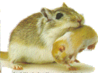 gerbils.gif