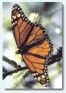 butterfly1.webp