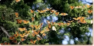 monarch.webp