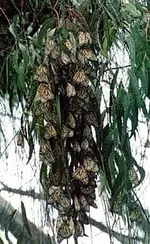 monarchcluster.webp