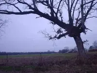 tree01_500x375.webp