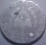 tree coin unk.webp tree coin unk.webp