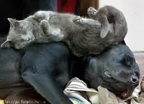 So tired.webp