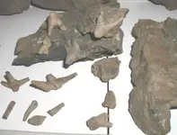 Turbotsville-crinoid-holdfast-001.webp