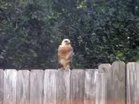 kestrel.webp