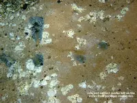 coin marks.webp
