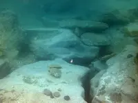 rocky bottom.webp