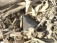 WI-meteorite-32-1g-c.webp
