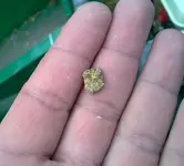 gold.webp