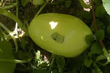 pkin 002.webp