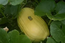 pumpkin 004.webp
