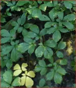 GINSENG.webp
