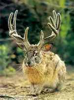 JACKALOPE.webp