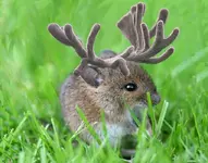 BULL Mouse.webp