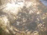 watch3.webp
