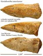 crocodileclawcore.webp crocodileclawcore.webp