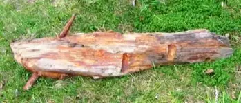 timber3.webp