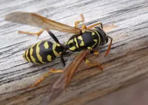 DSC01804.webp