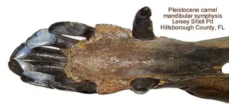 camelmandibularsymphysis.webp