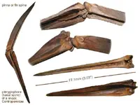 fishfinspinesnook.webp