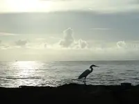 resised bird.webp