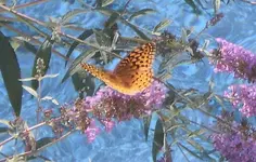 010.webp