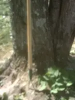 walk.webp