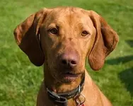 vizsla face.webp