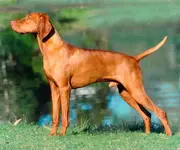 vizsla.webp