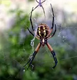 oklahoma2.webp