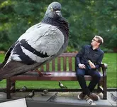 panasonic pigeon.webp