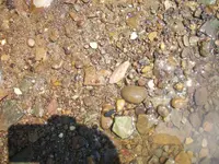 New Finds (2).webp