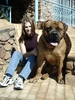 Big dogs #2.webp