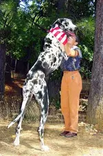 Big dogs #3.webp
