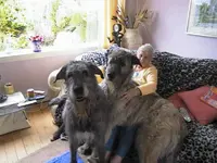 Big dogs #4.webp
