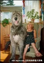 Big dogs #5.webp