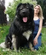 Big dogs #6.webp