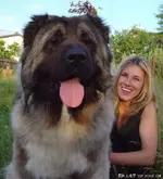 Big dogs #7.webp