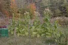 Picture 022.webp