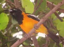aruba 008.webp